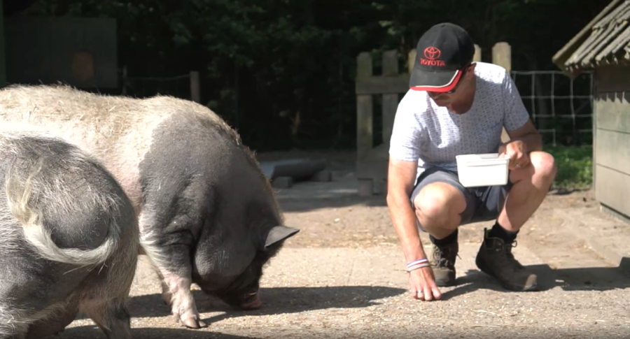 Varkens verzorgen